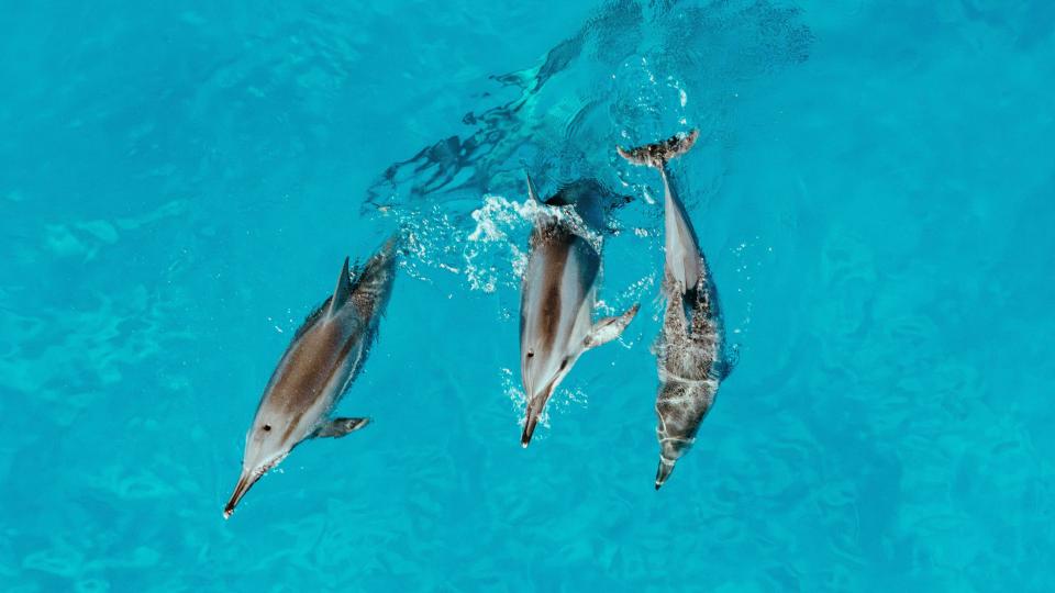 dolphins swimming in the sea