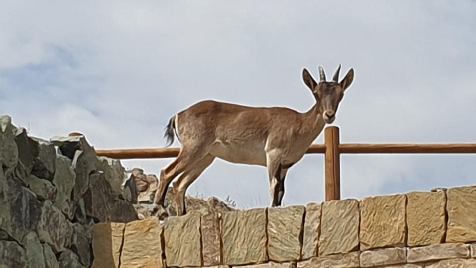 deers in marbella's mountains
