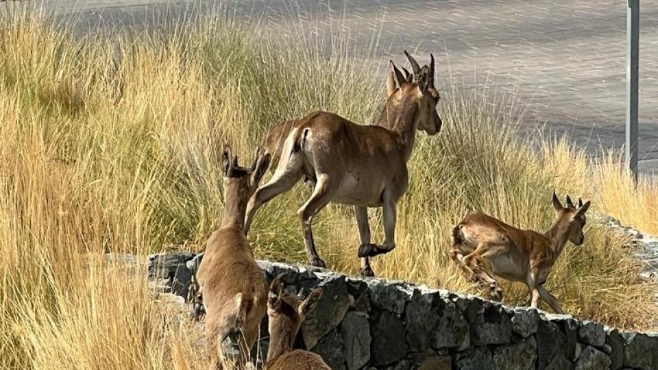 deers in marbella's mountains