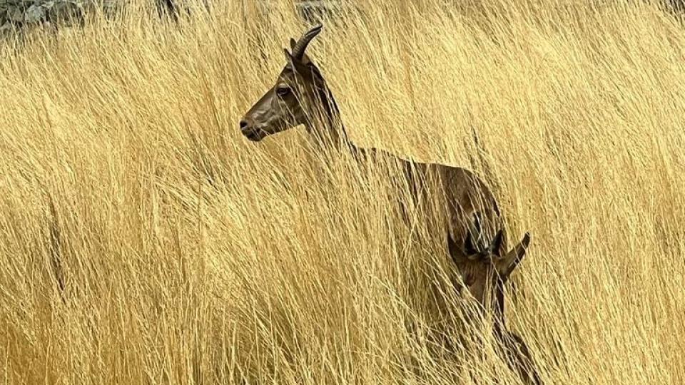 deer in marbella's mountains