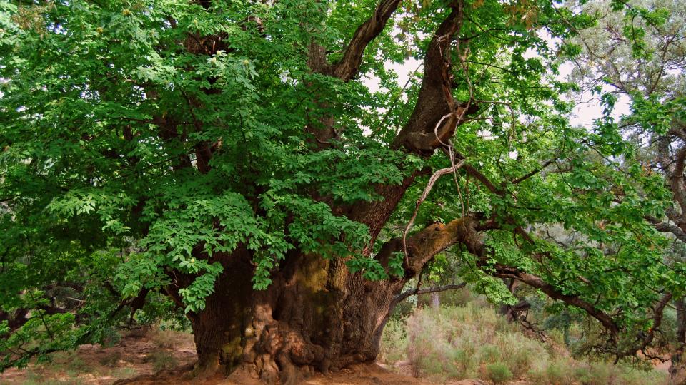 Castaño Santo