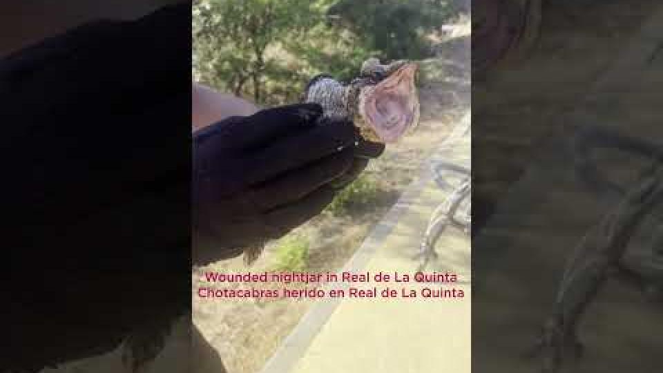 Preview image for the video "Nightjar Bird Rescue Moment at RDLQ #shorts #animals #rescue #shortvideo".