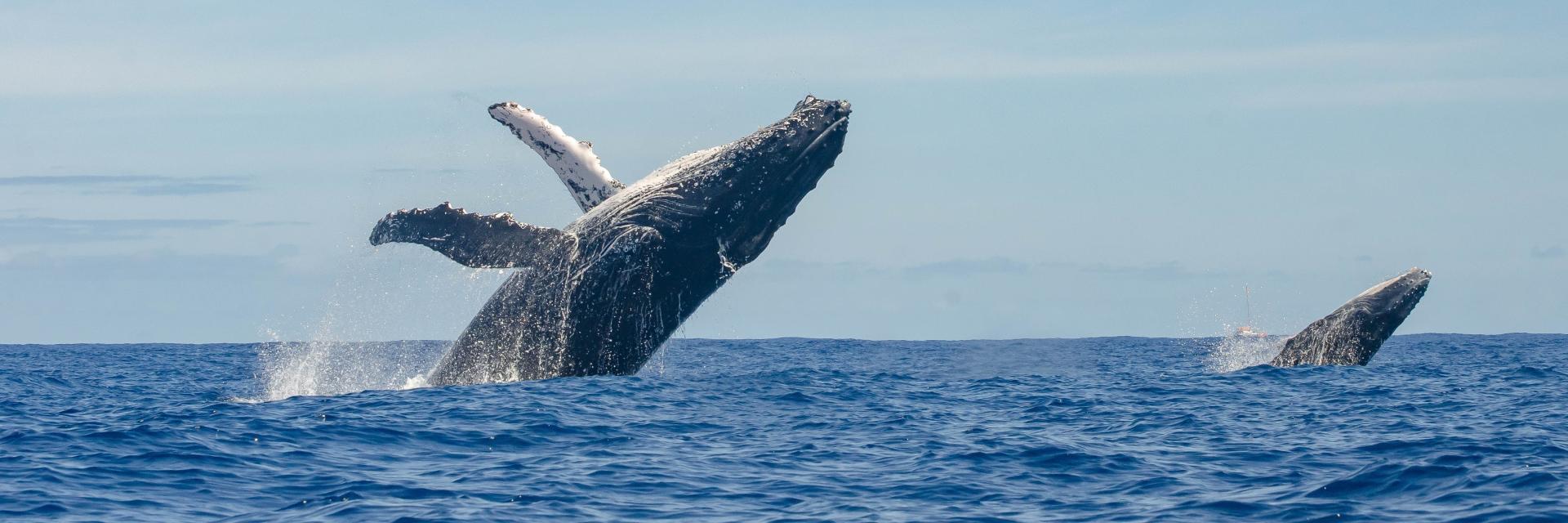 whales at the ocean