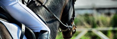 Horseback riding